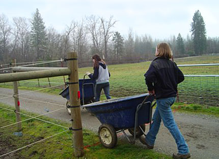 mucking for horses