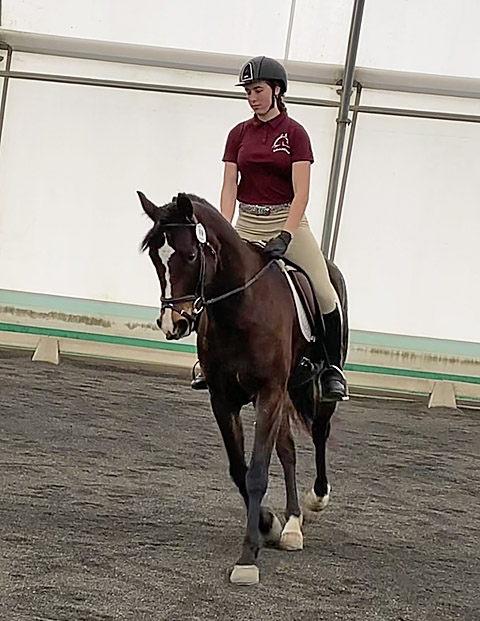 assistant horse trainers