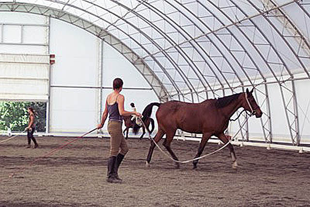 horse trainers
