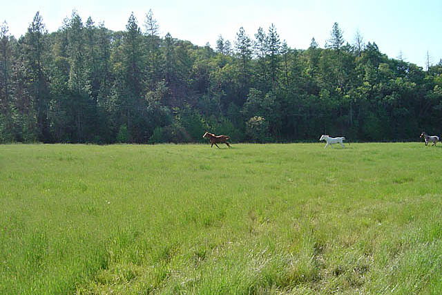 horse trainers