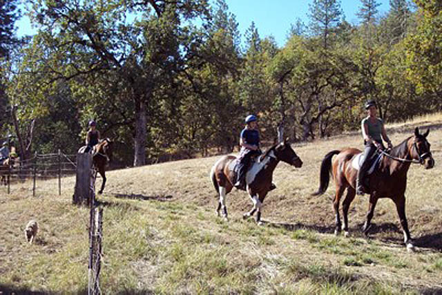 horse trainers