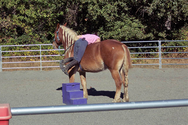 horse trainers